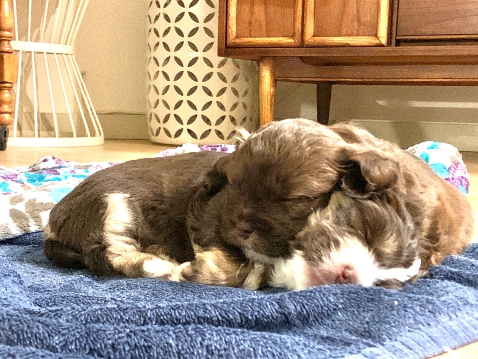 Pancha & Pancho